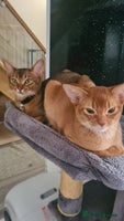 Abyssinian cats - Advert 3
