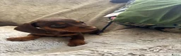 Dachshund dogs for sale: Beautiful Dachshund puppies  - Advert 12
