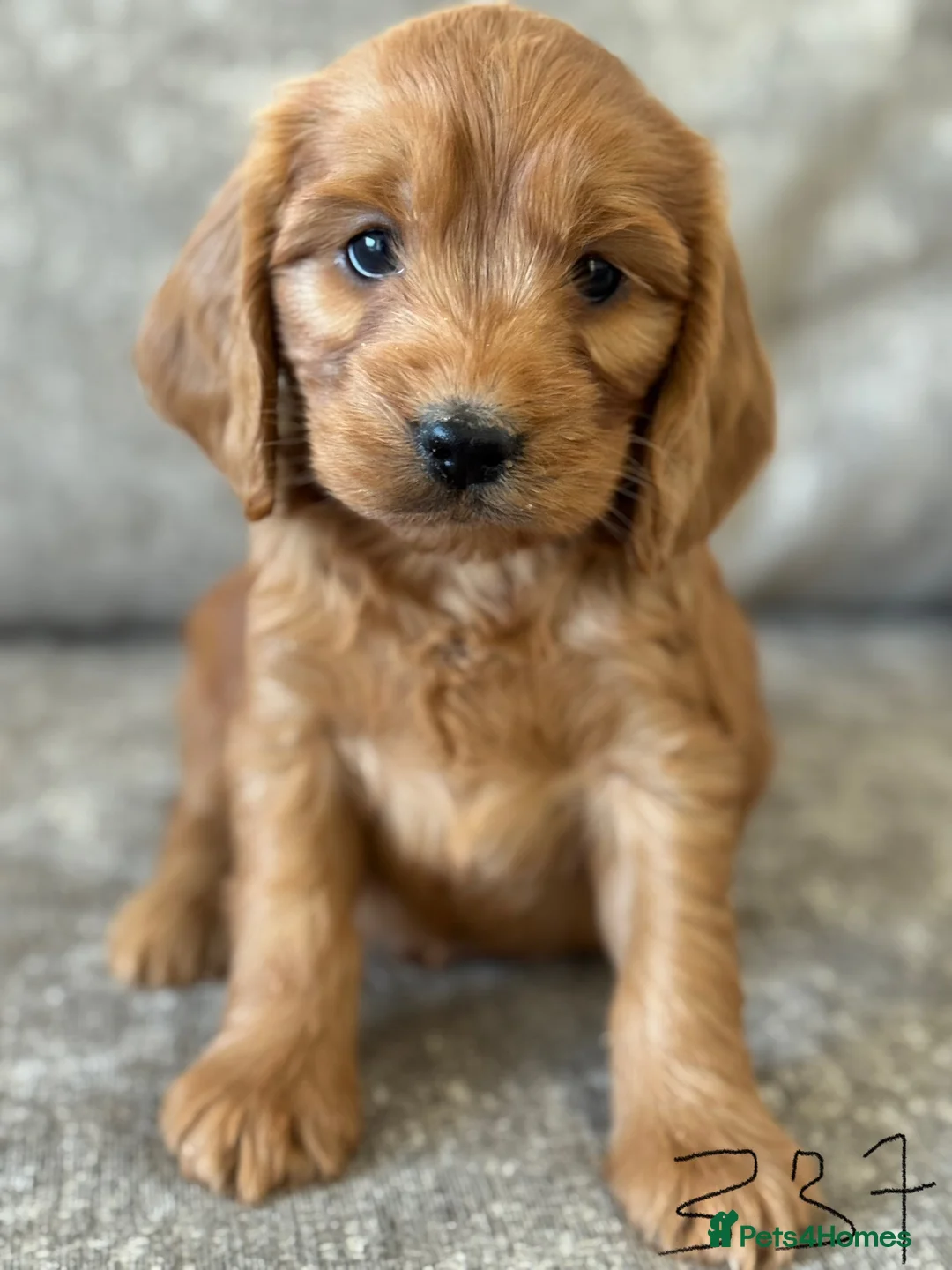 Cockapoo dogs for sale: BEAUTIFUL RED COCKERPOO LITTER  - Advert 3