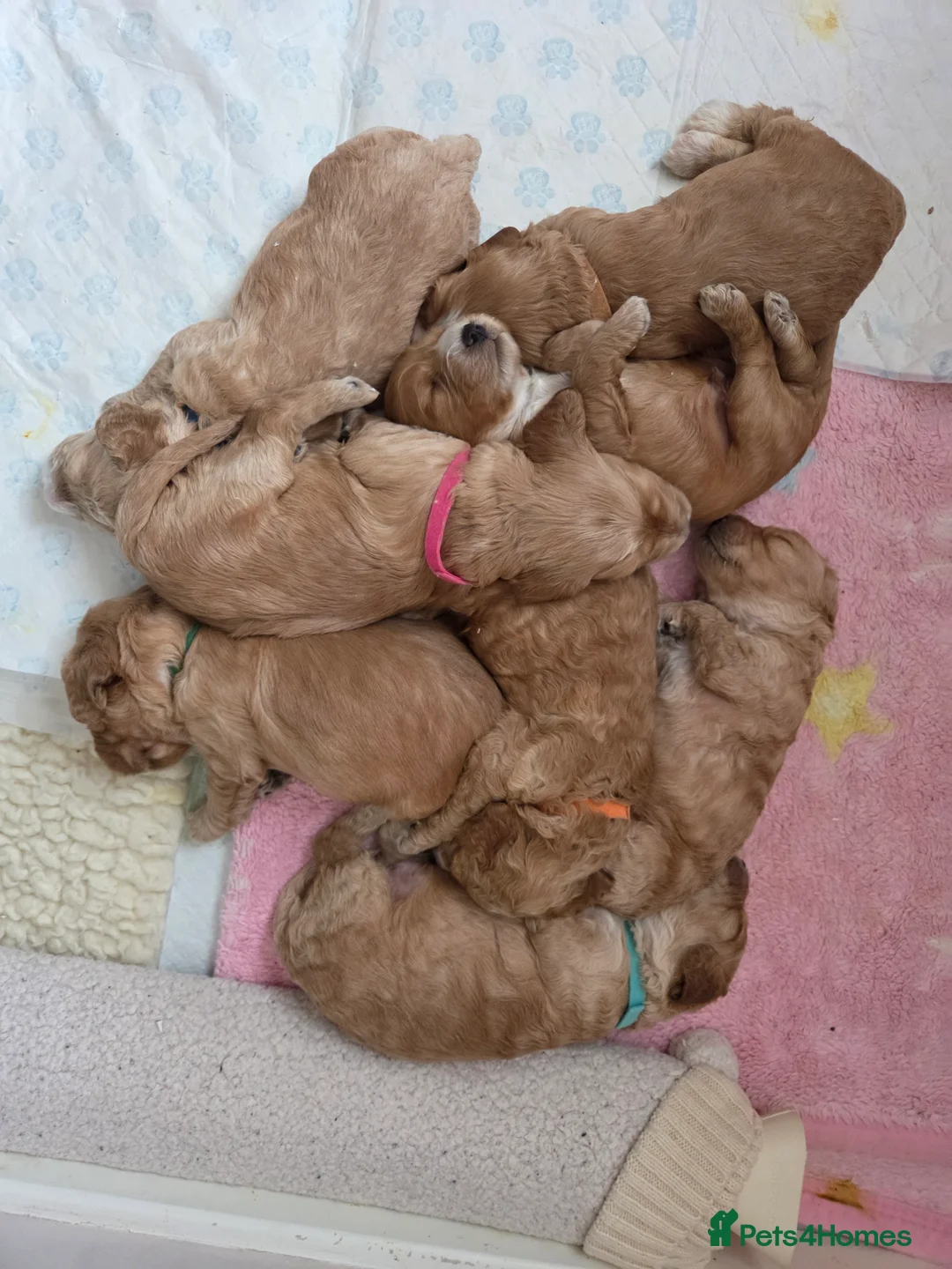 Cockapoo dogs for sale: F2 Cockapoo Puppies - Advert 1