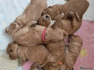 Cockapoo dogs F2 Cockapoo Puppies - Advert 1