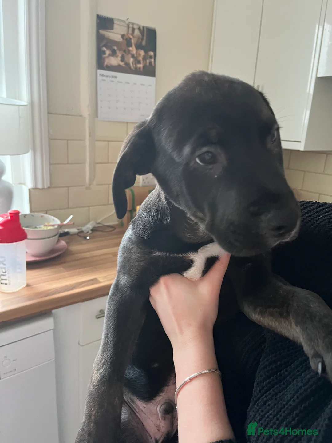 Mixed Breed dogs for sale: Bullmastiff cross puppies  - Advert 8