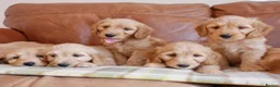 Mini Goldendoodle dogs for sale: Stunning Health Tested Miniature Goldendoodles - Advert 5