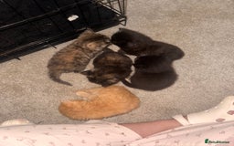 Mixed Breed cats for sale: Mixed breed kittens  - Image 1