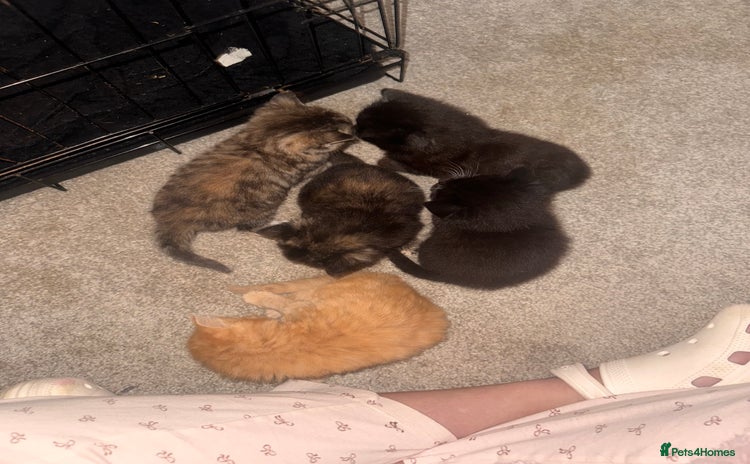 Mixed Breed cats - Advert 1