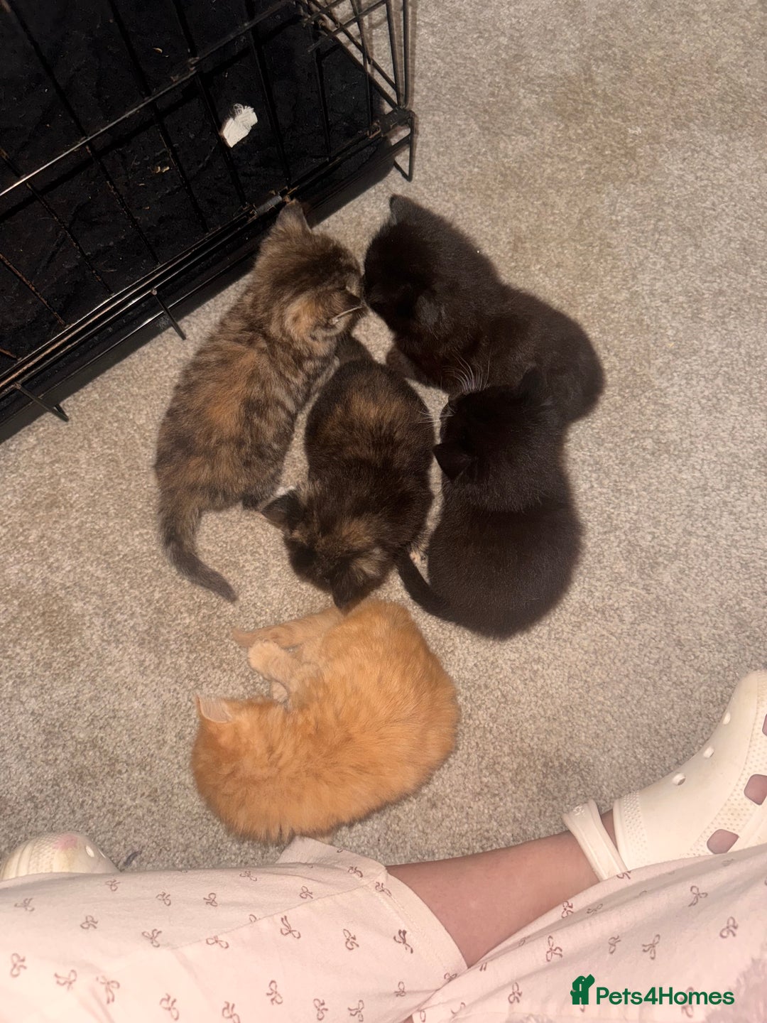 Mixed Breed cats for sale: Mixed breed kittens  - Image 1