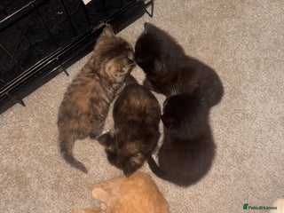 Mixed Breed cats for sale - Advert 1