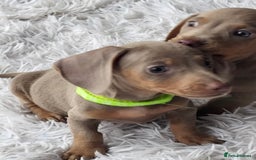 Dachshund dogs for sale: Mini Isabella dachshund puppies for sale! - Image 1