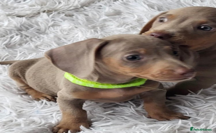 Dachshund dogs - Advert 8