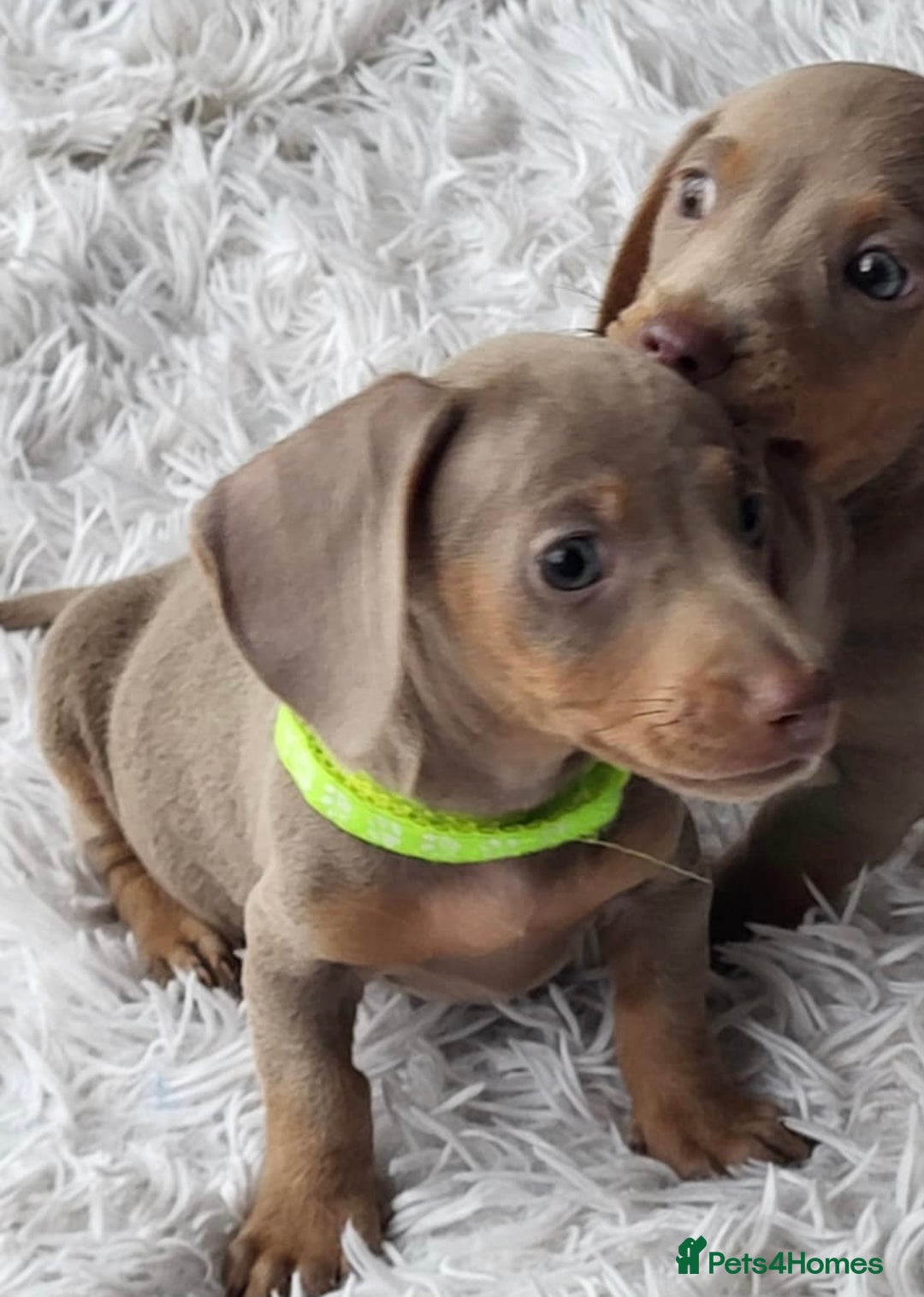Dachshund dogs for sale: Mini Isabella dachshund puppies for sale! - Image 1