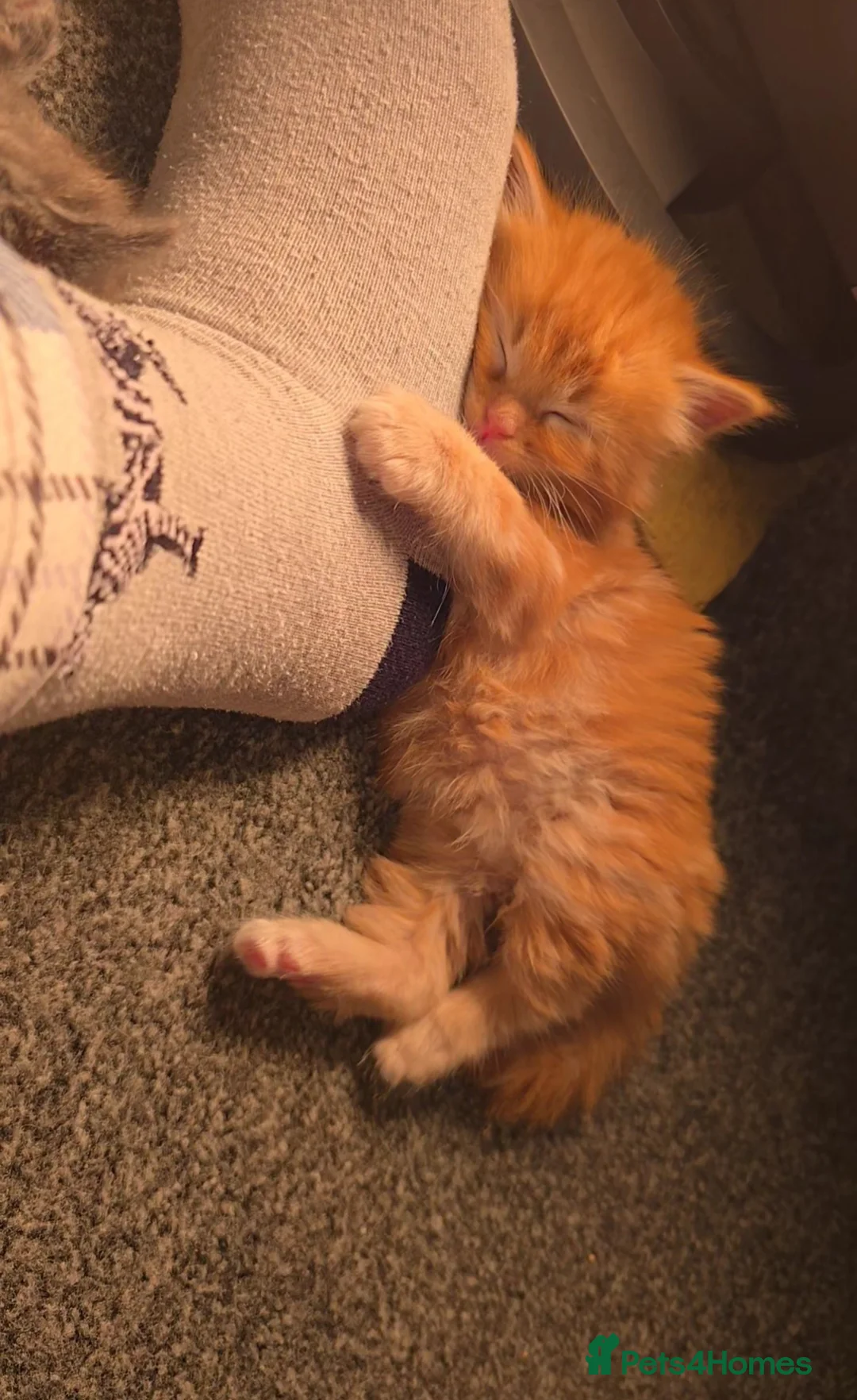 Mixed Breed cats for sale: Ragcoon mix kittens - Advert 9