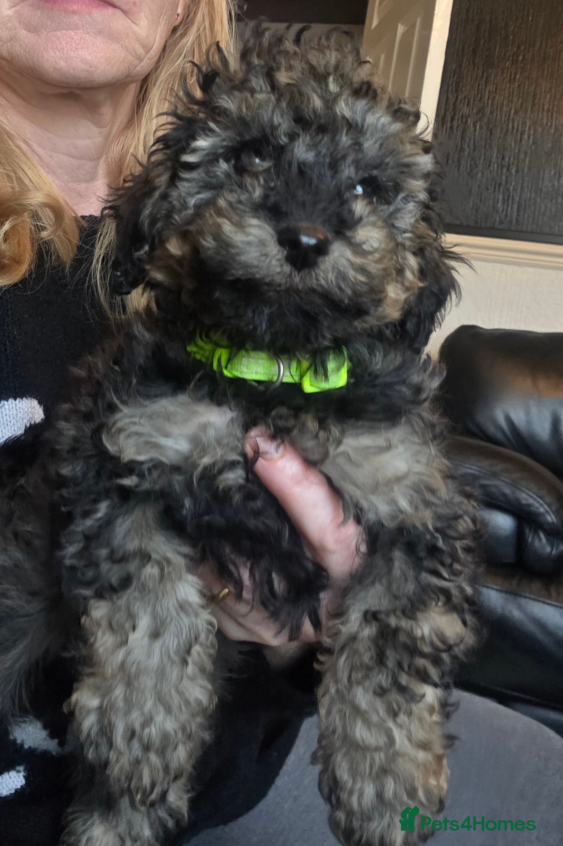 Doxiepoo dogs Beautiful toy poodle phantom rare colour 3/4 pups - Advert 15