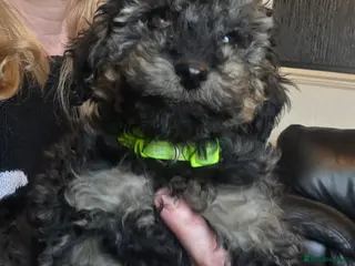 Doxiepoo dogs Beautiful toy poodle phantom rare colour 3/4 pups - Advert 15