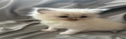 Ragdoll cats for sale: Pure ragdoll kittens  - Advert 9