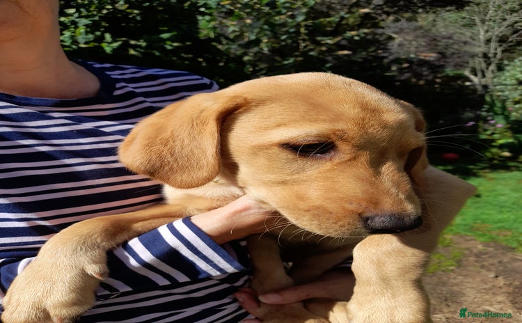 Labrador Retriever dogs - Advert 8