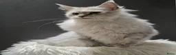 Maine Coon cats for sale: Beautiful girl need a special home  - Advert 1