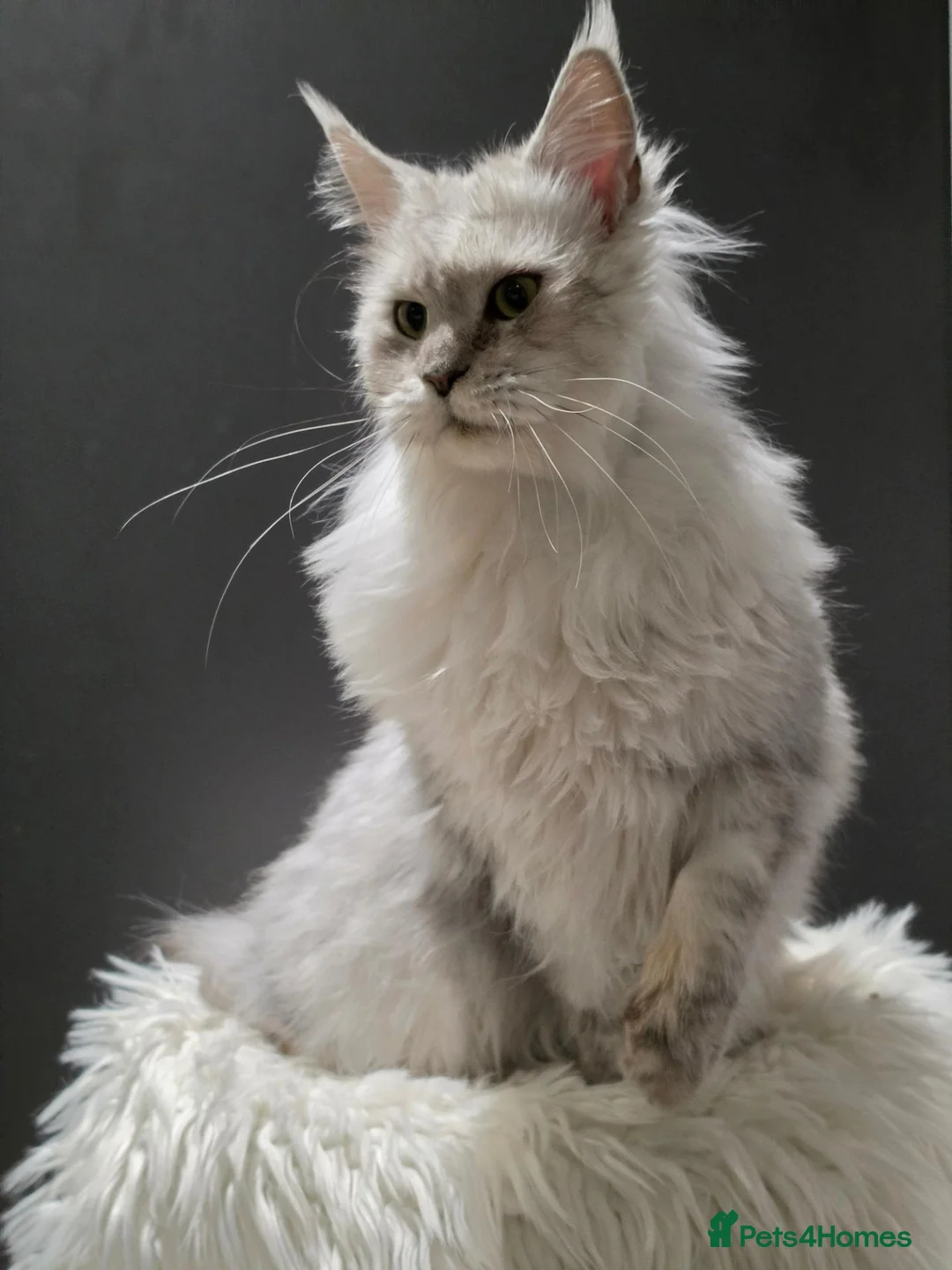 Maine Coon cats for sale: Beautiful girl need a special home  - Advert 1