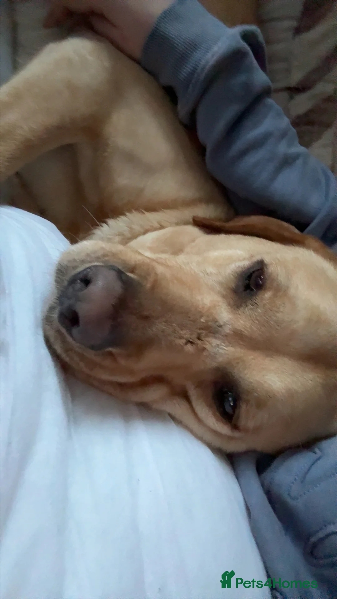 Labrador Retriever dogs for sale: 5 year old Male Labrador  in Swansea - Advert 2