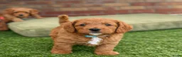 Cavapoochon dogs for sale: Last one - Mr Green looking for his forever family - Advert 18