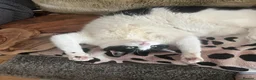 Domestic Shorthair cats for sale: Gentle 7YO Neutered Male Cat  - Advert 7