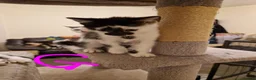 Mixed Breed cats for sale: Lovely kittens looking for forever homes - Advert 12