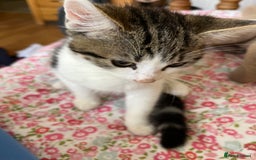 British Shorthair cats for sale: Male kitten four months  - Image 2