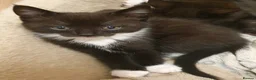 Domestic Shorthair cats for sale: Kittens in Chelmsford - Advert 3
