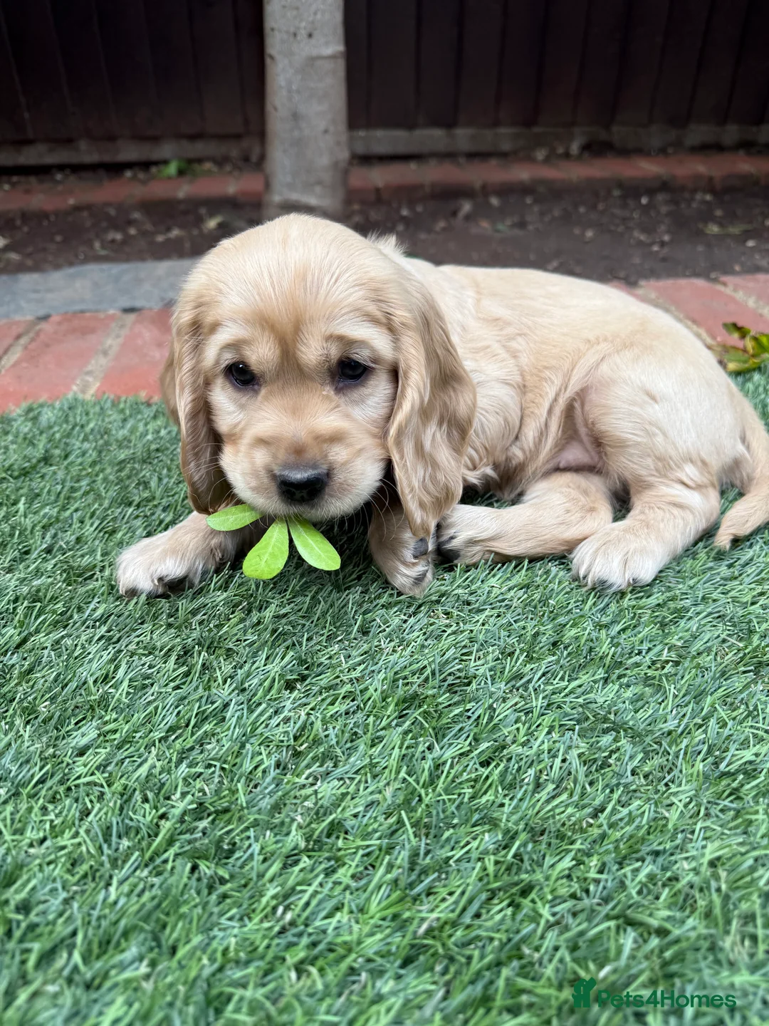 Cocker Spaniel dogs for stud: 🌟 🌟 🌟 English cocker spaniel for stud  in Hook - Advert 6