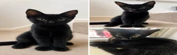 Mixed Breed cats for sale: Black shorthaired female kitten  - Advert 3