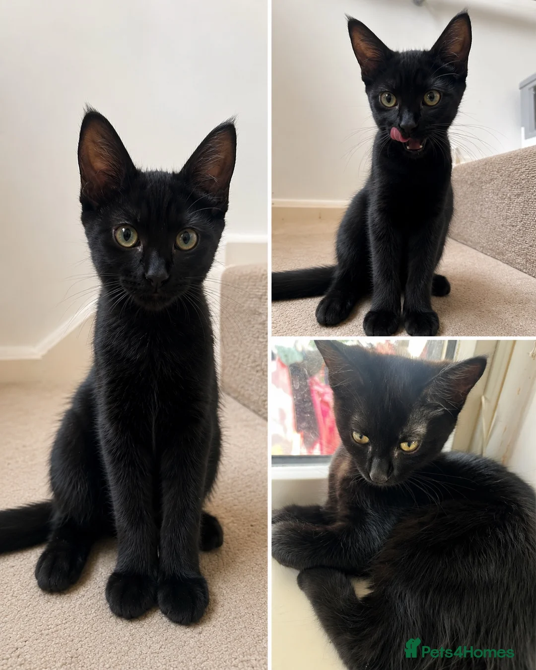Mixed Breed cats for sale: Black shorthaired female kitten  - Advert 3