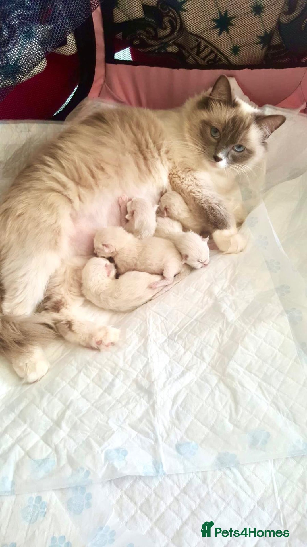 Ragdoll cats for sale: Gorgeous Fluffy Ragdoll Kittens  - Advert 4