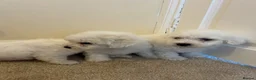 Maltese dogs for sale: Beautiful Maltese Puppies - Advert 7