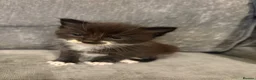 Mixed Breed cats for sale: Beautiful Kittens For Sale - Advert 33