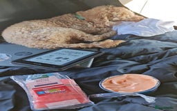 Miniature Poodle dogs for stud: BVA ✅ KC ✅Red ✅Poodle 13” in Pickering - Image 6