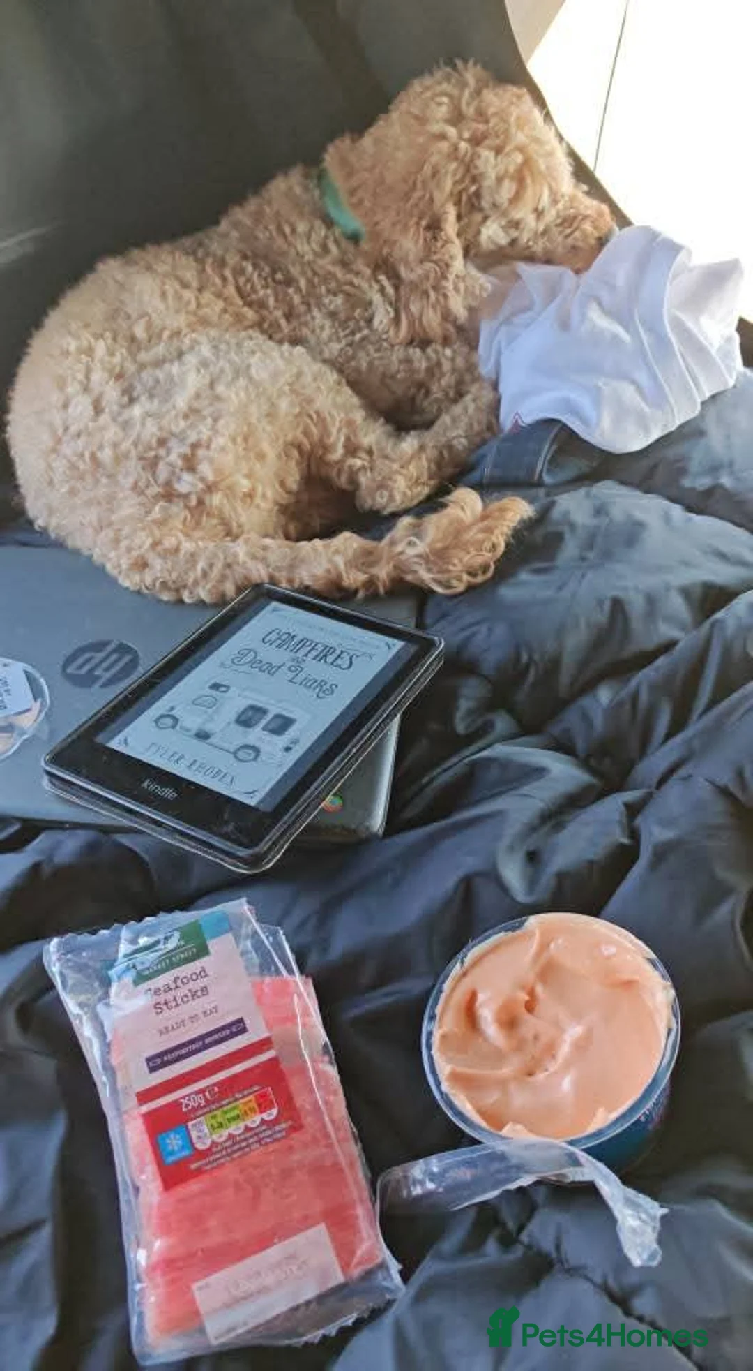 Miniature Poodle dogs for stud: BVA ✅ KC ✅Red ✅Poodle 13” in Pickering - Advert 6