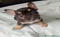 French Bulldog dogs for sale: REDUCED !!!! FRENCH BULLDOG PUPS / READY NOW!!! - Image 5