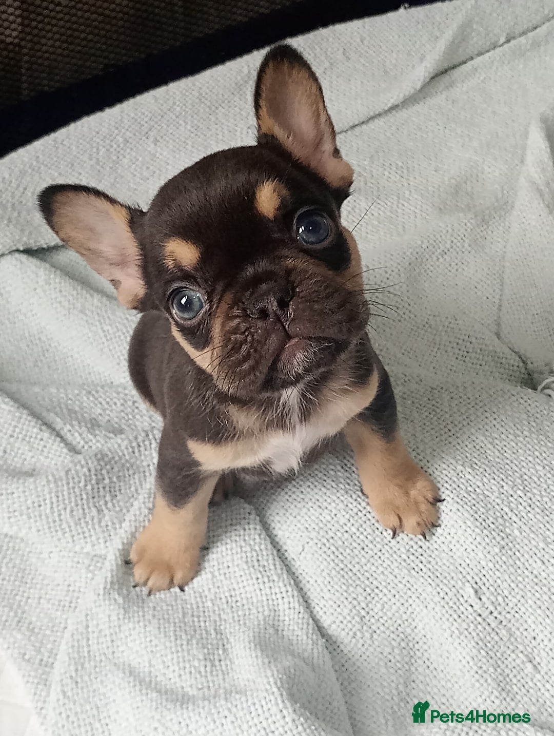 French Bulldog dogs for sale: REDUCED !!!! FRENCH BULLDOG PUPS / READY NOW!!! - Image 5