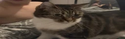 Domestic Shorthair cats for sale: 5 year old cat looking for love and cuddles in Carshalton - Advert 2