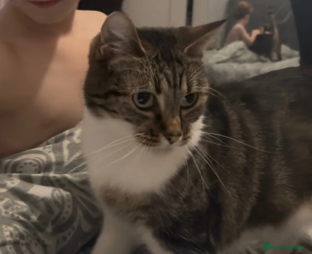 Domestic Shorthair cats for sale: 5 year old cat looking for love and cuddles in Carshalton - Advert 2