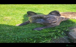 French Bulldog dogs for sale: Rehoming Hugo/ Frenchie - Image 2