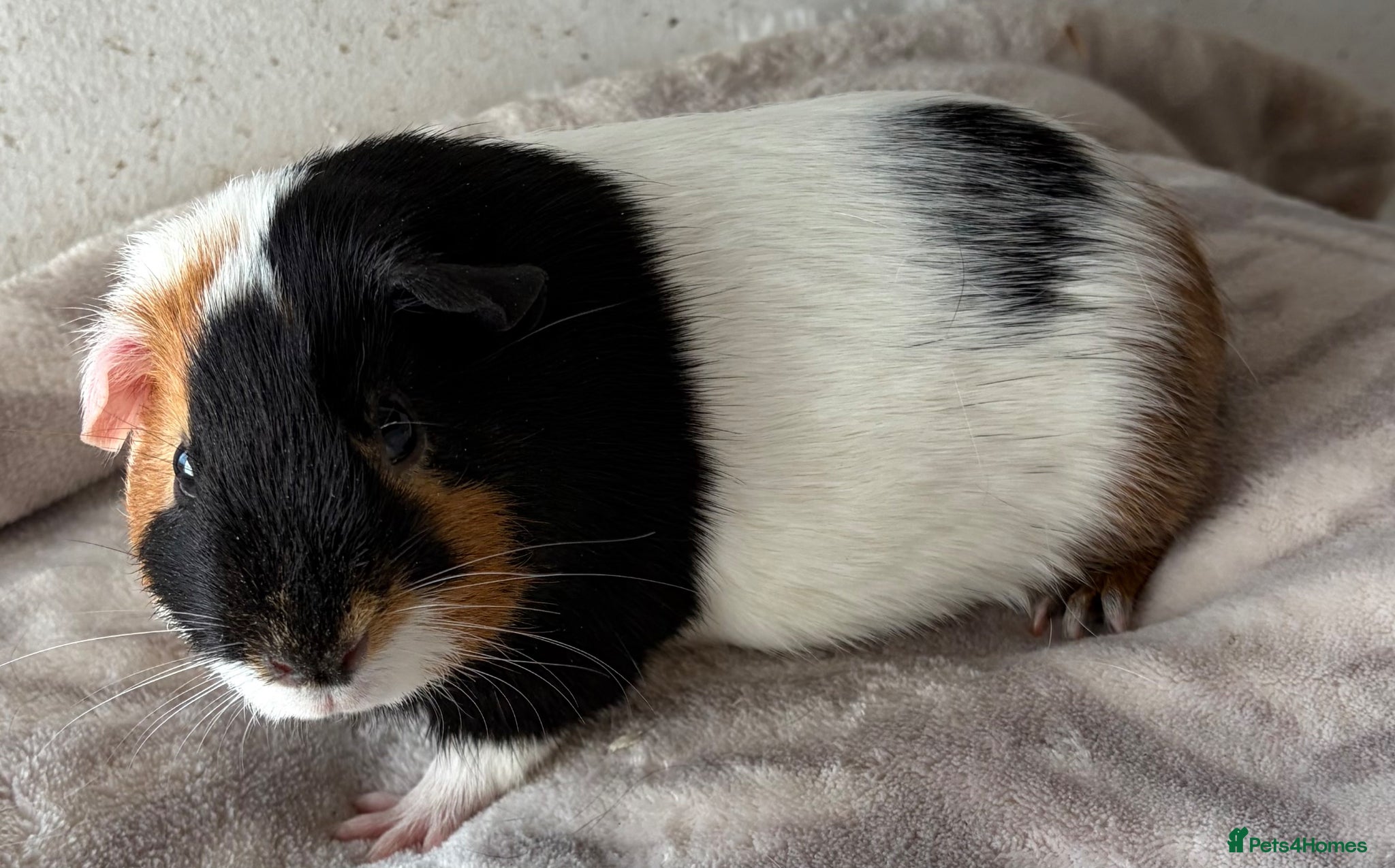 Guinea Pig rodents for sale: Female and male guineas available.  - Advert 2