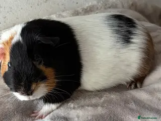 Guinea Pig rodents for sale: Female and male guineas available. - Advert 2