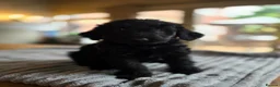 Labradoodle dogs for sale: 4 Gorgeous Fluffy Labradoodle girls - Advert 8