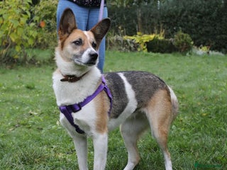 Mixed Breed dogs ❤️🐶Lanie 4-year-old girl with golden heart❤️🐶 - Advert 12