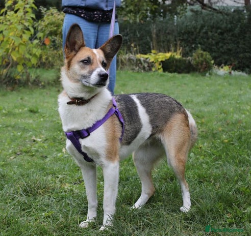 Mixed Breed dogs ❤️🐶Lanie 4-year-old girl with golden heart❤️🐶 - Advert 6