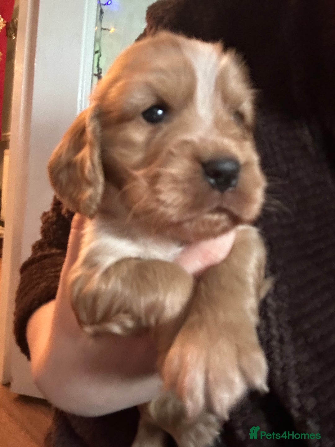 Sprocker dogs for sale: Sprocker Puppies For Sale  - Advert 8