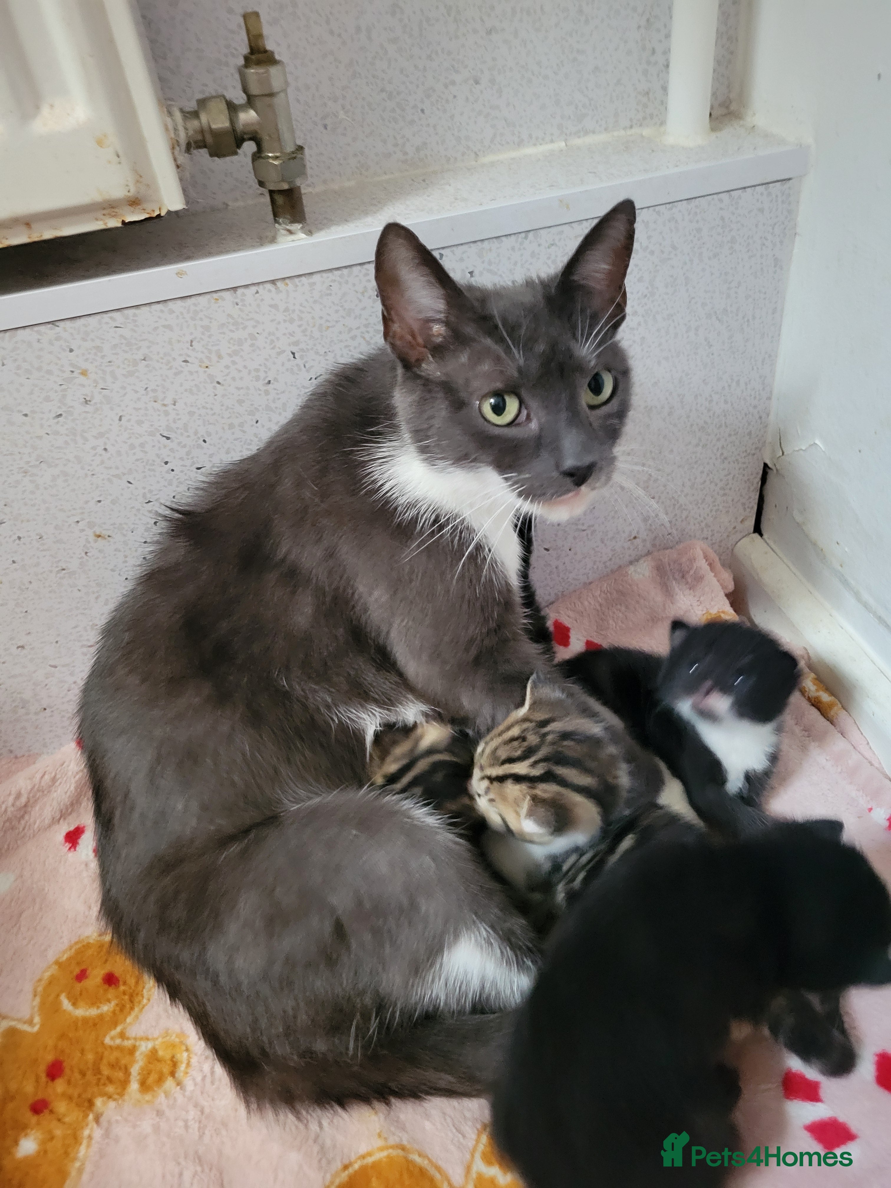 Mixed Breed cats Beautiful cross mainecoon kittens  - Advert 1