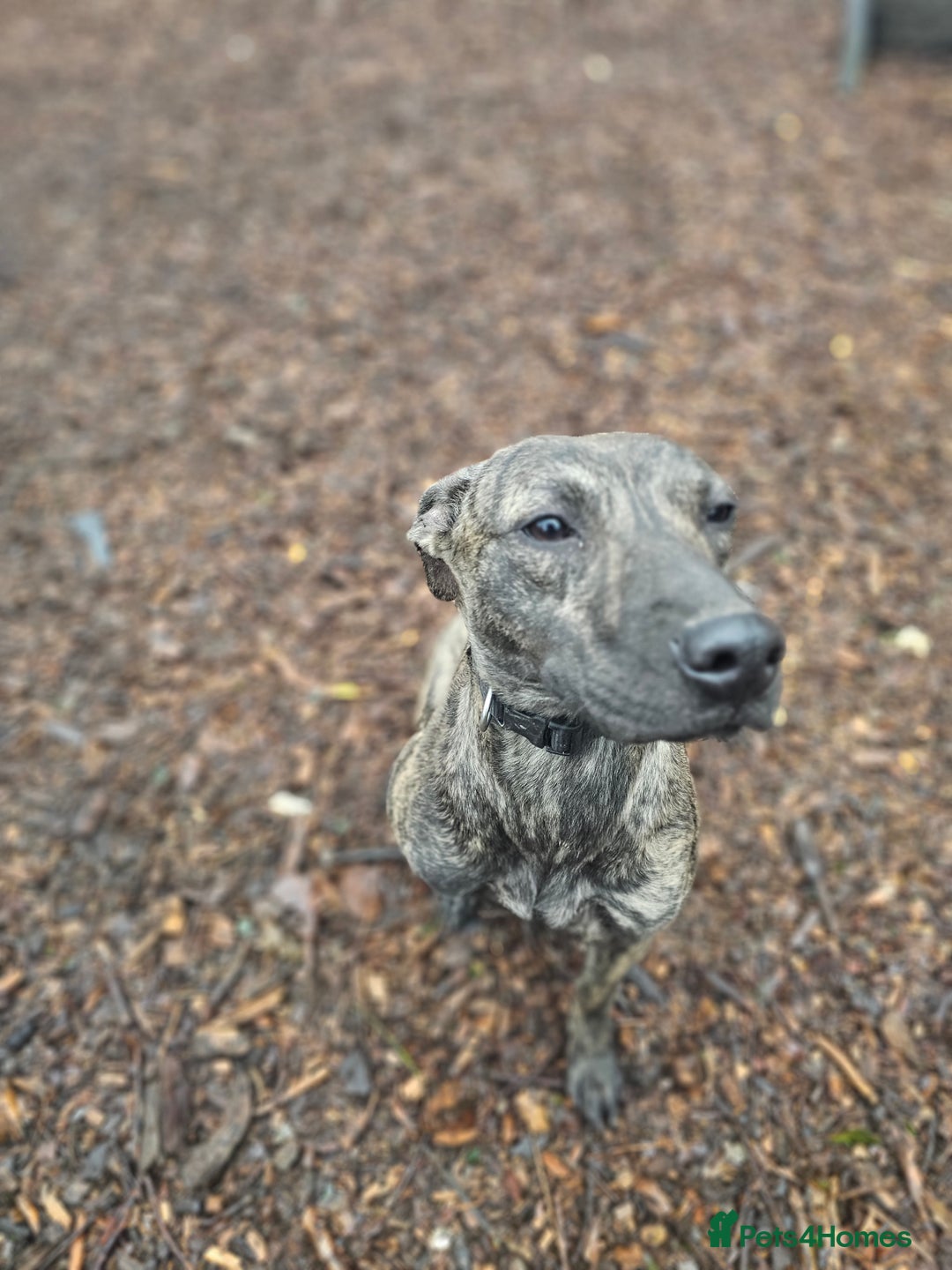 Mixed Breed dogs for sale: Beautiful lurcher x bullmastiff  - Advert 7