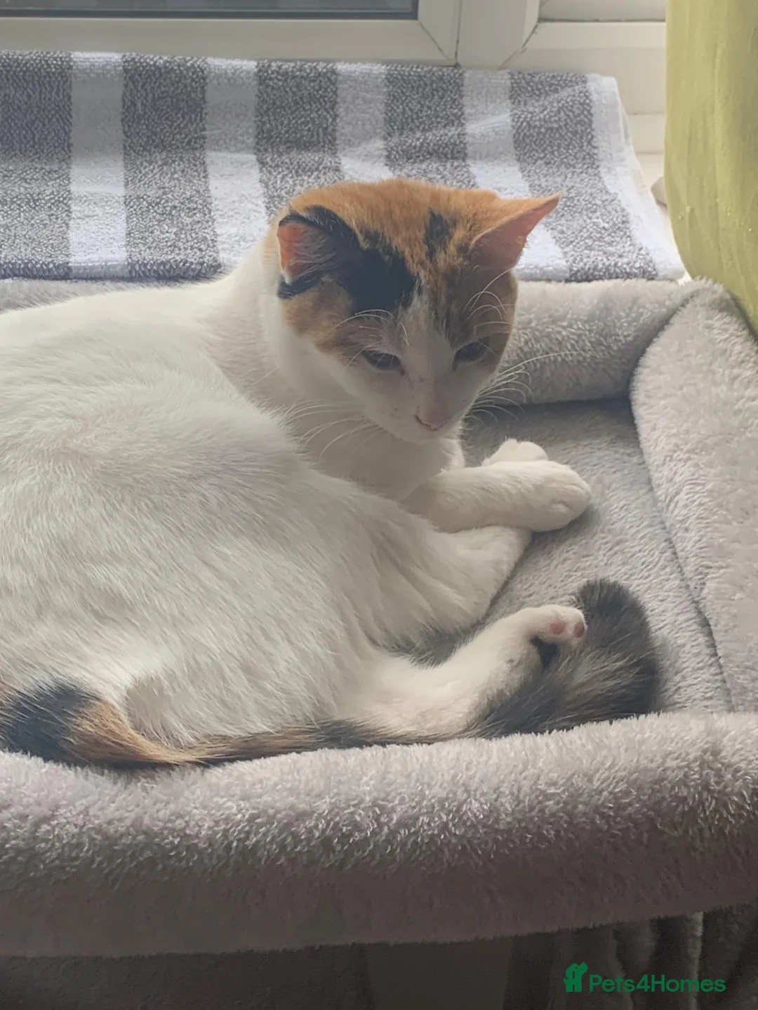 Mixed Breed cats for sale: Beautiful female mixed breed   - Advert 2