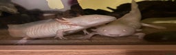 Axolotl reptiles for sale: Axolotls (Males & Females) - Advert 1